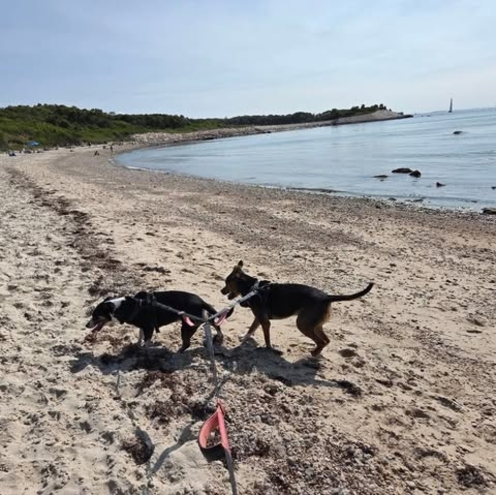 Meet your Posher, Petra